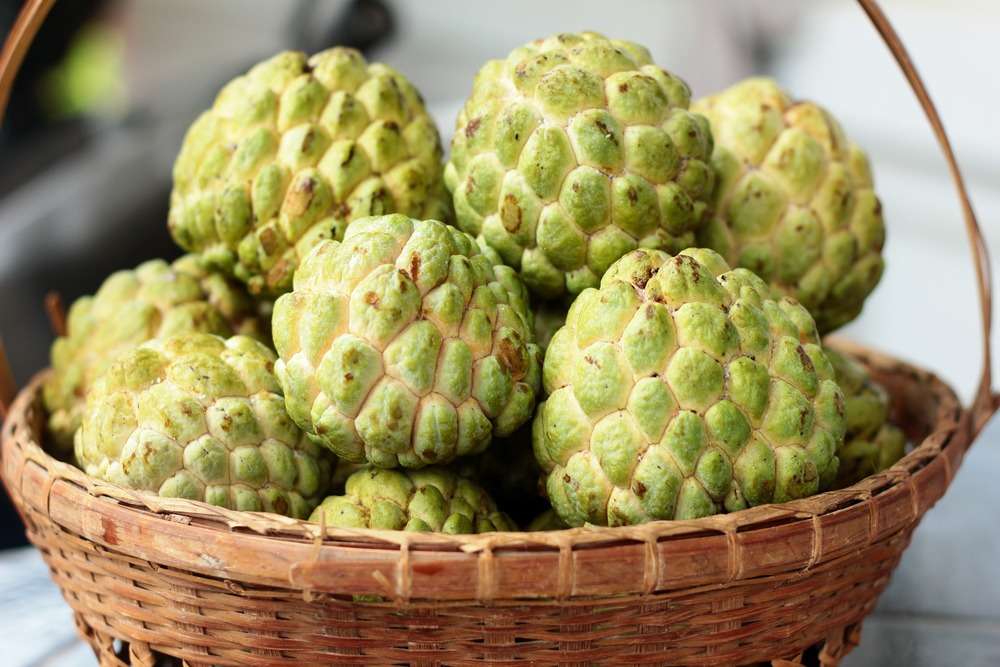 Custard Apple - Nutrition: Health Benefits and Facts - Times Foodie