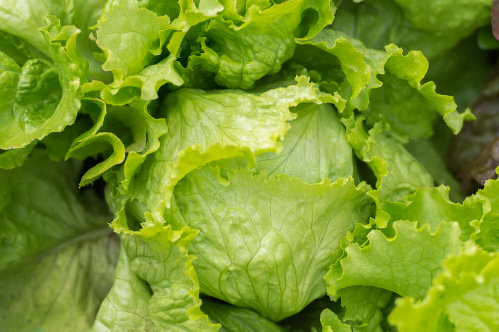 Lettuce - Nutrition: Health Benefits and Facts - Times Foodie