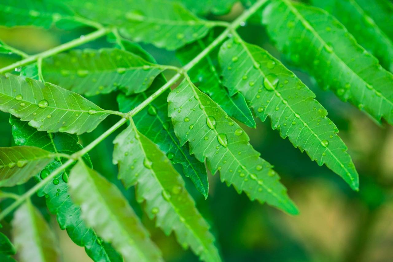 Neem Leaves - Nutrition: Health Benefits and Facts - Times Foodie