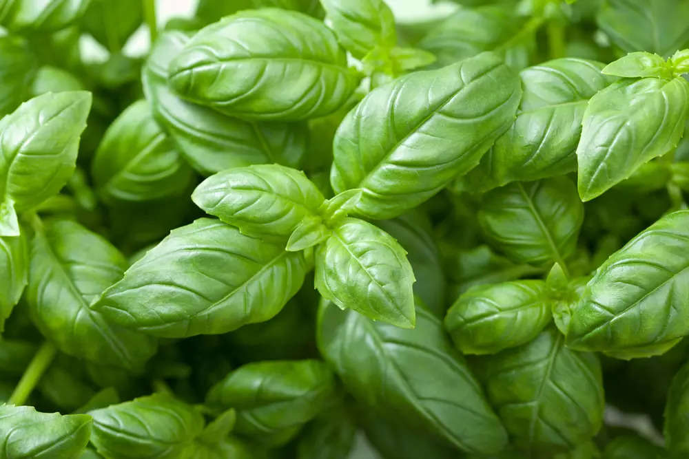 Nutritional benefits of basil leaves Nutrition Health Benefits and