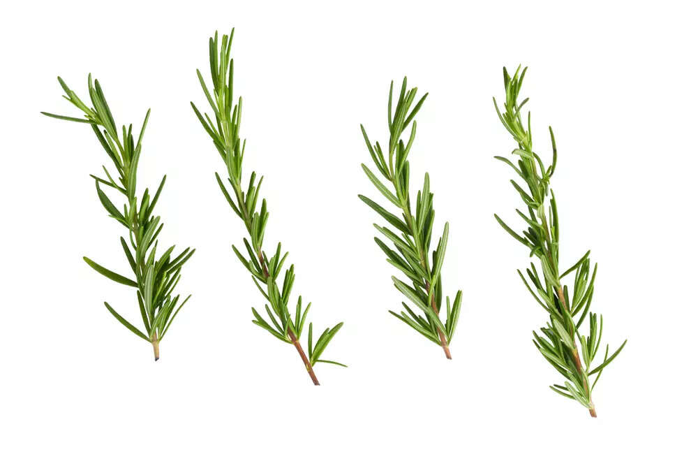 rosemary-health-benefits-a-herb-that-fights-cancer-and-depression