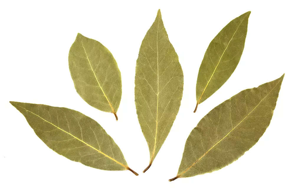 Bay Leaf Tej Patta Health Benefits And Nutrition Facts Nutrition