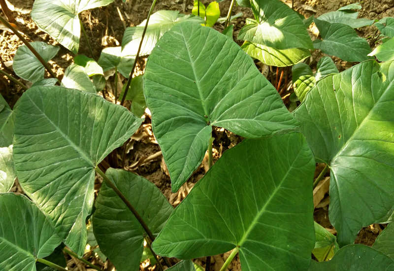 colocasia-leaves-nutrition-health-benefits-and-facts-times-foodie