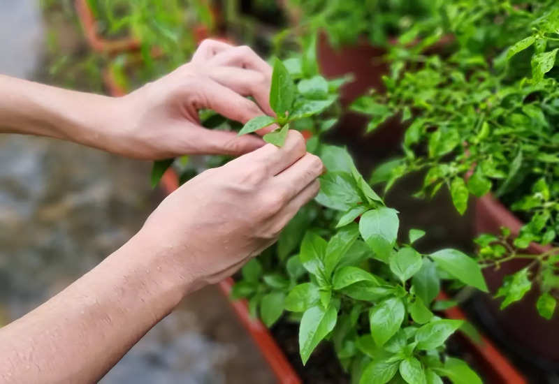 Amazing Health Benefits of Thai Basil - Nutrition: Health Benefits and ...